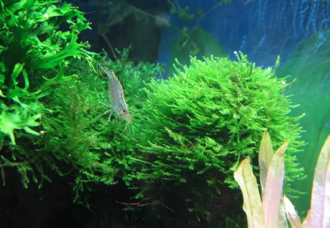藻类植物