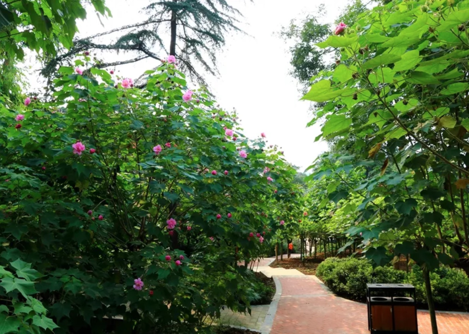芙蓉树