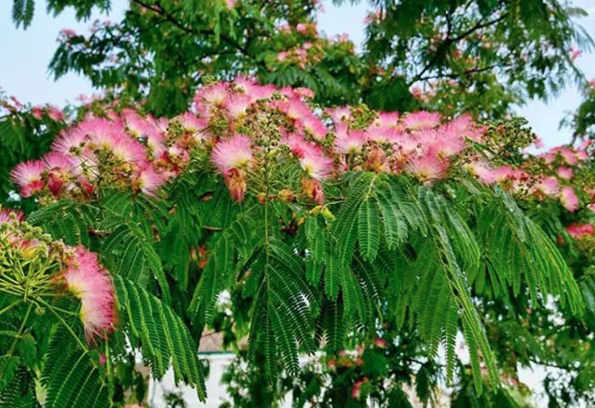 合欢花