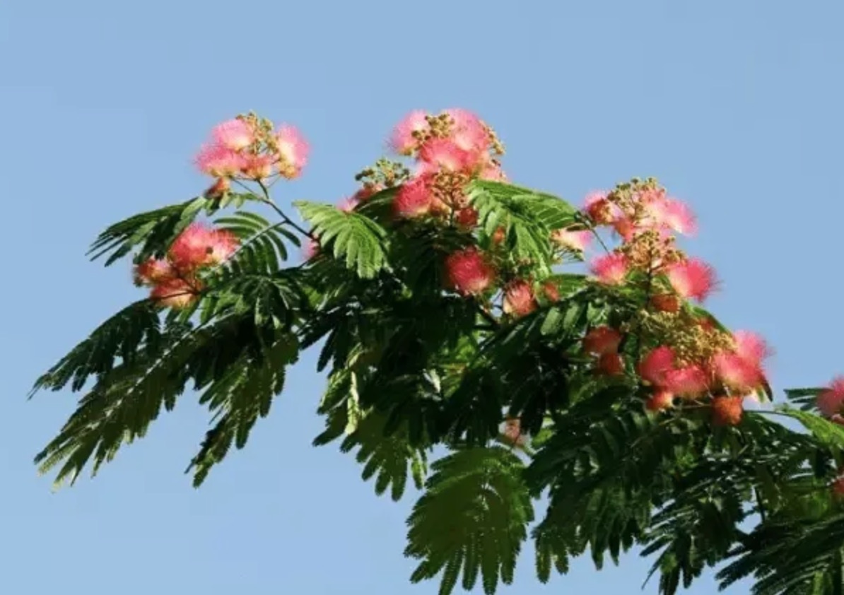 鬼树
