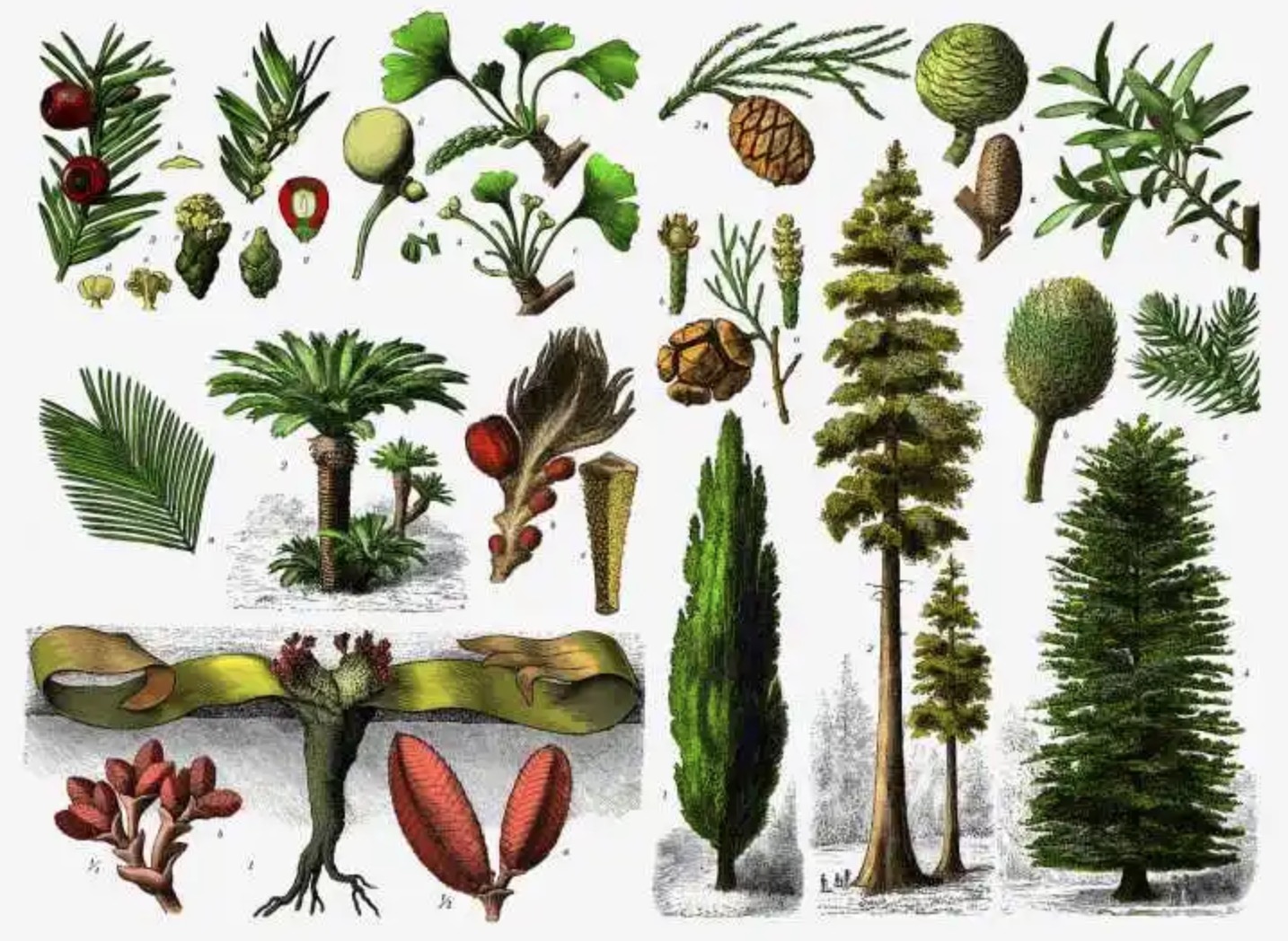常见的10种裸子植物