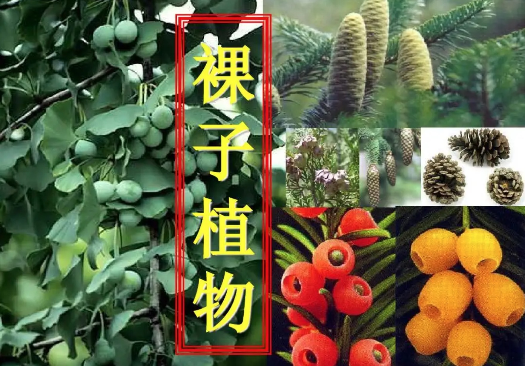 裸子植物