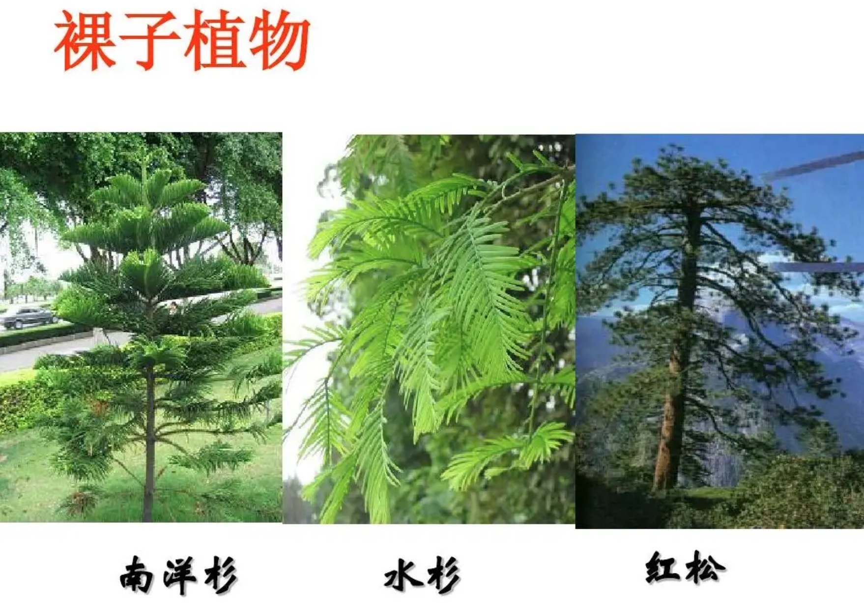 常见裸子植物