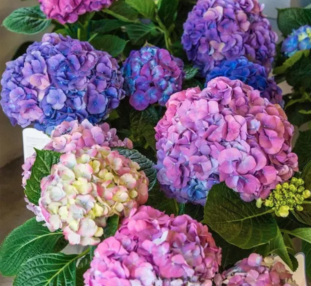 绣球花的花语