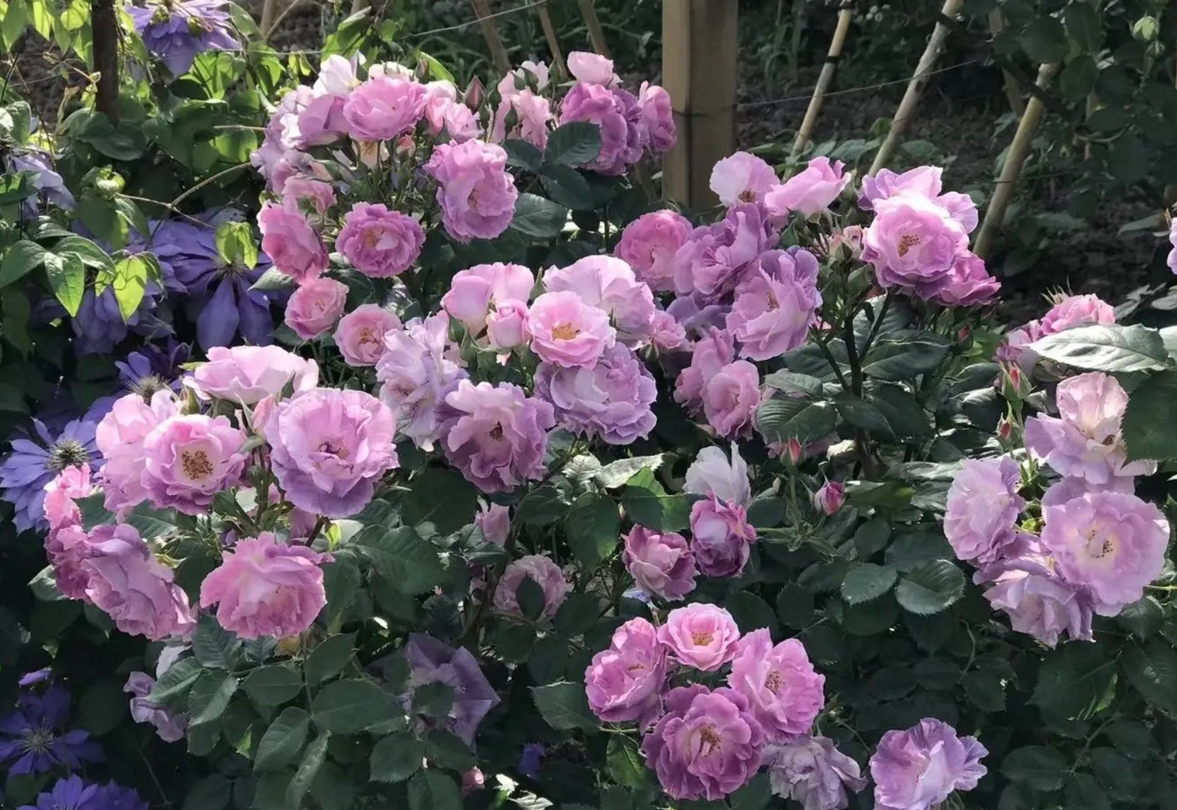 月季花
