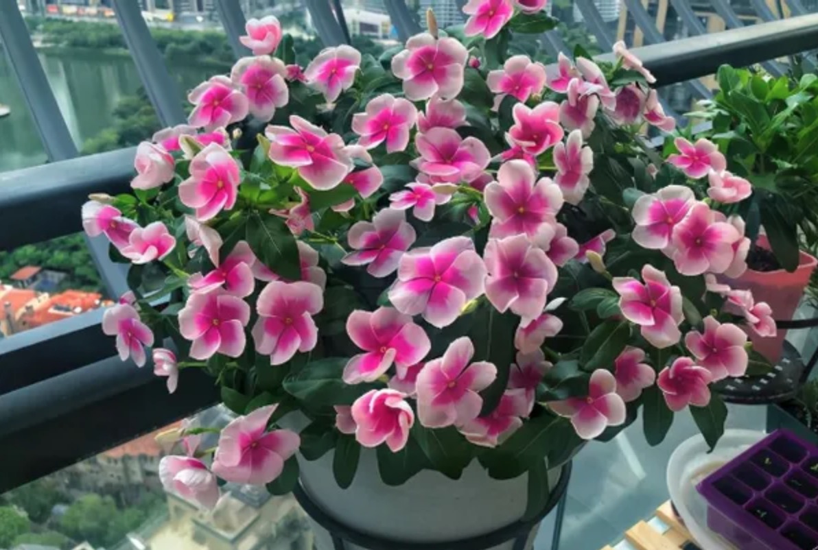 长春花