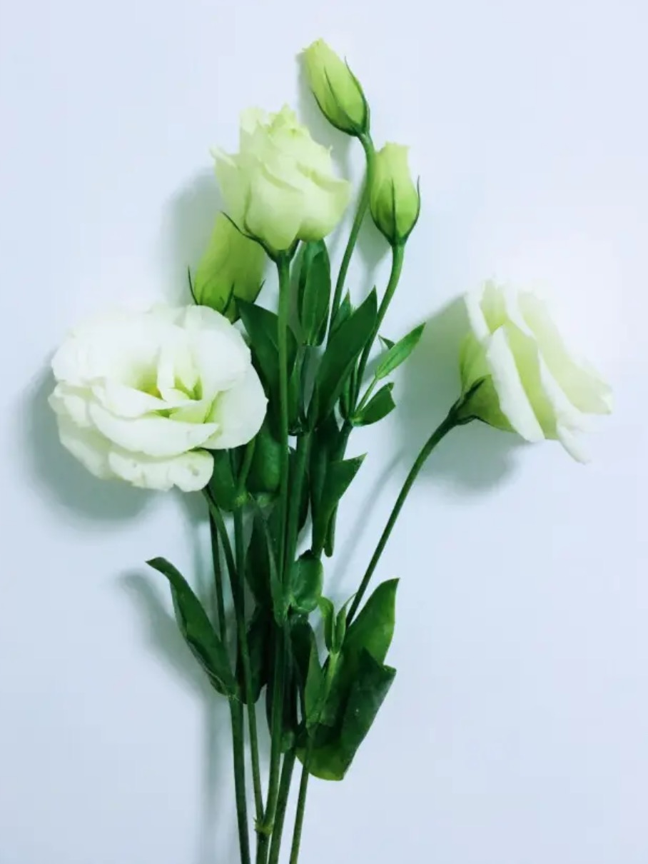 白色桔梗花语
