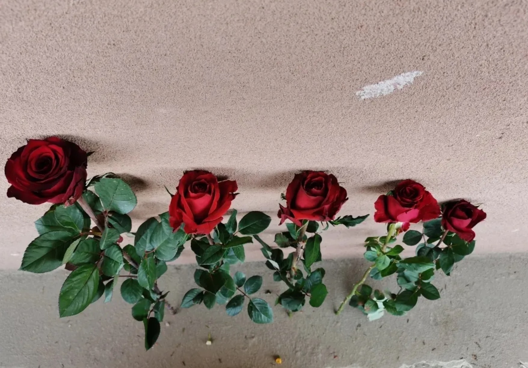 鲜花