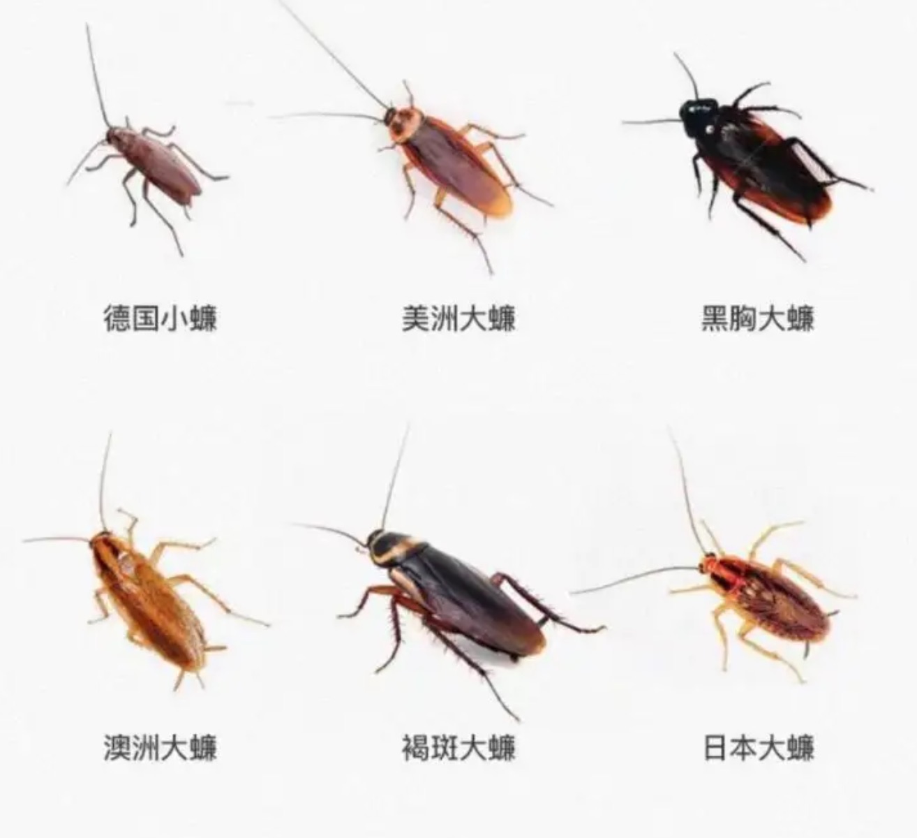 蟑螂的品种