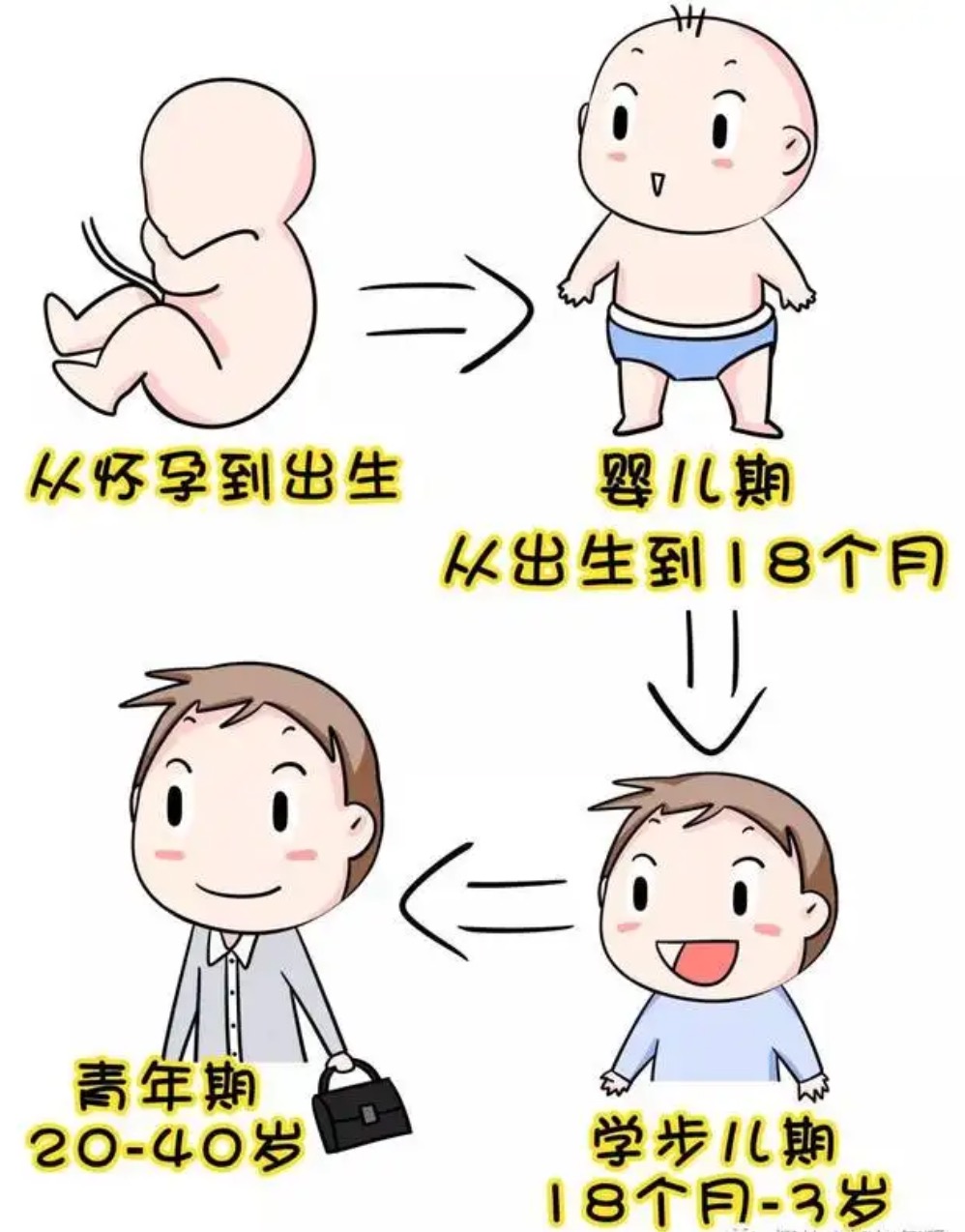 成长的周期