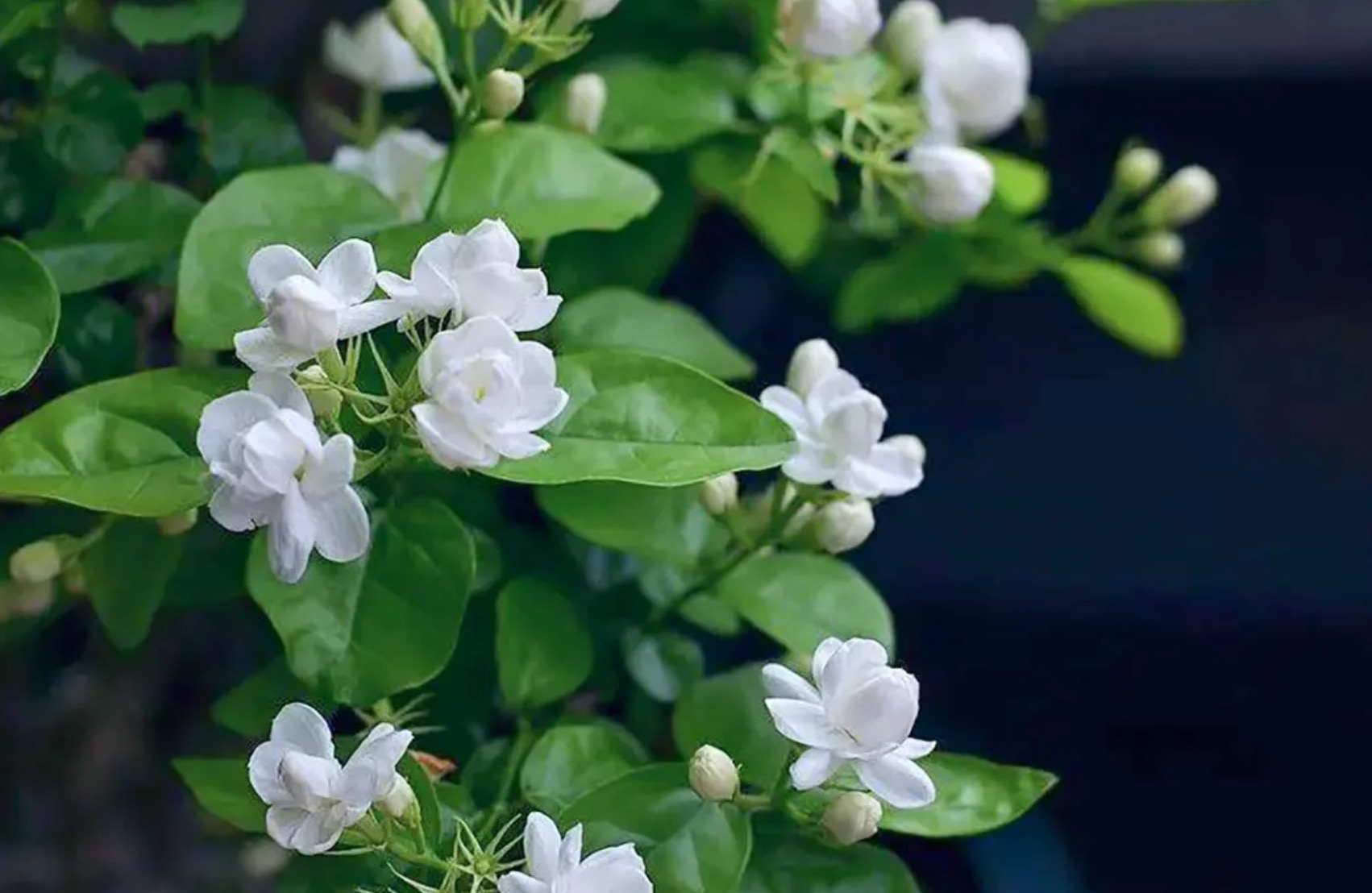 茉莉花