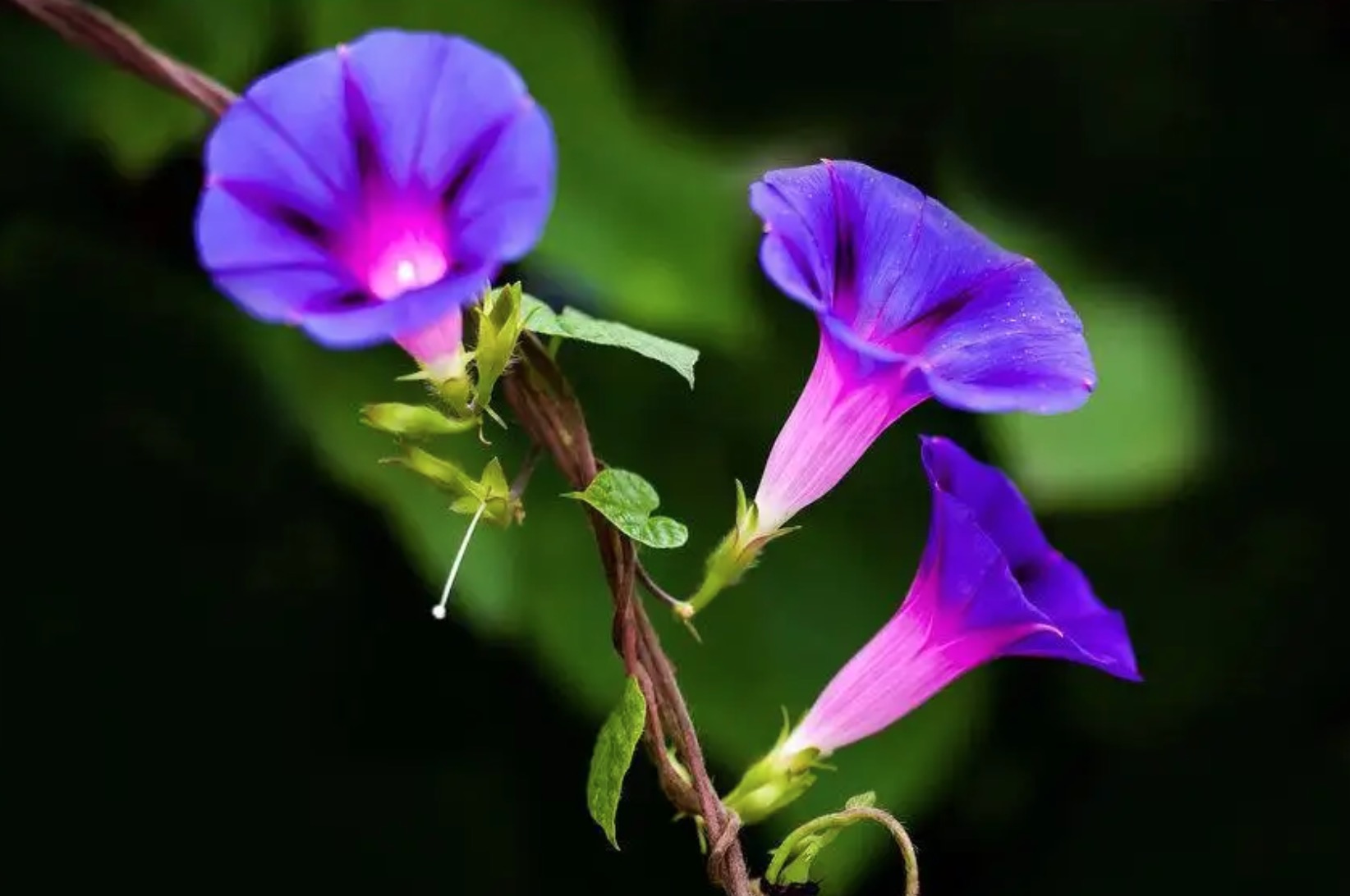 牵牛花