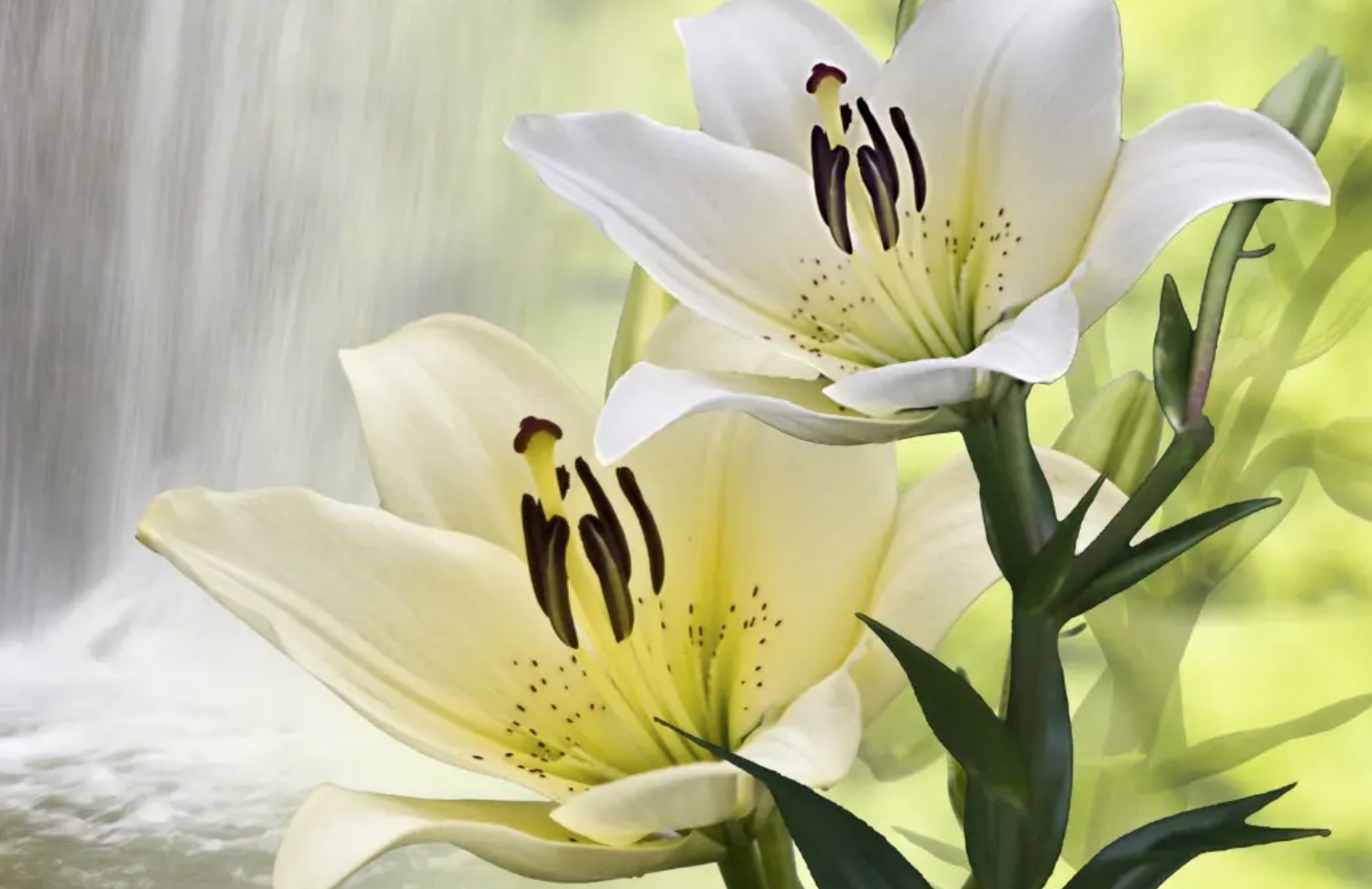 百合花