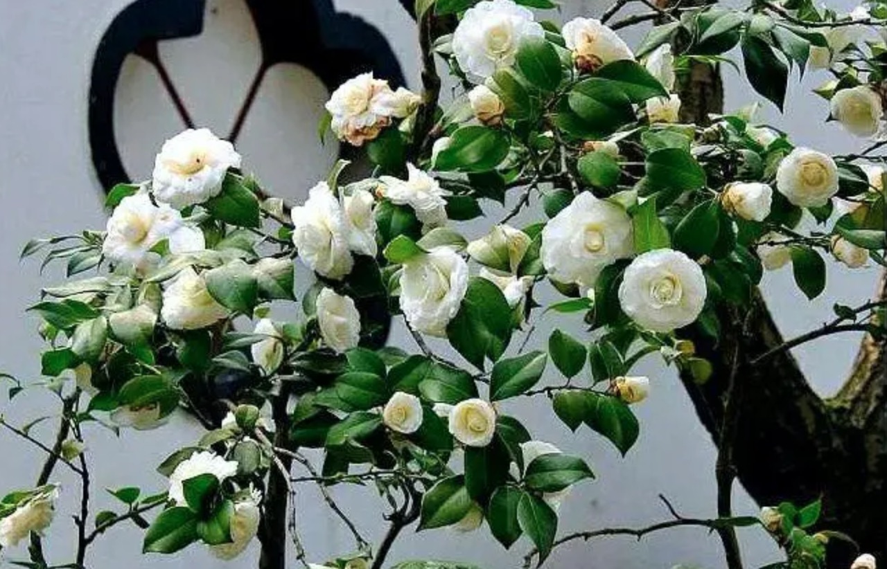 白色山茶花