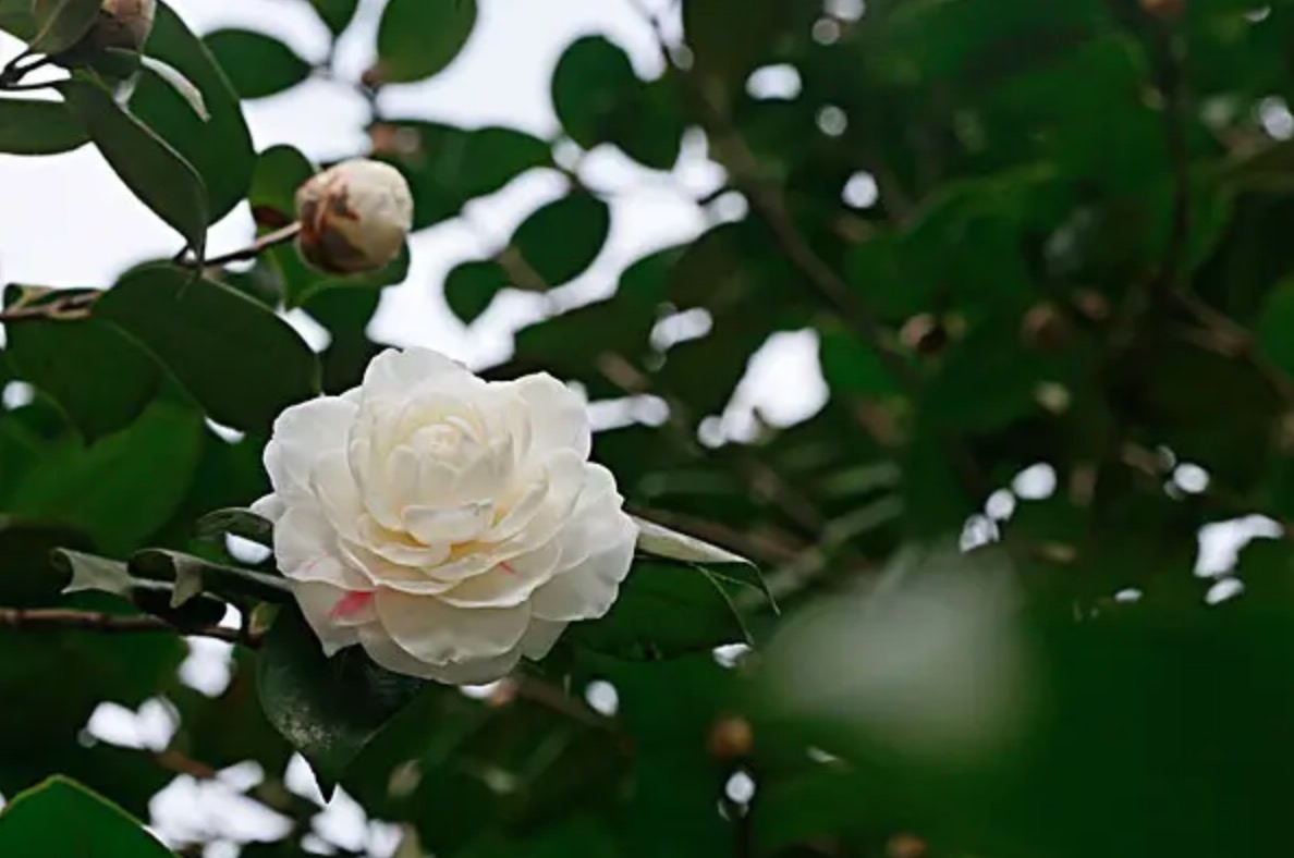 山茶花的花语是什么