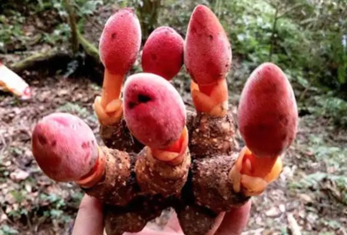 回春草是一种草本植物
