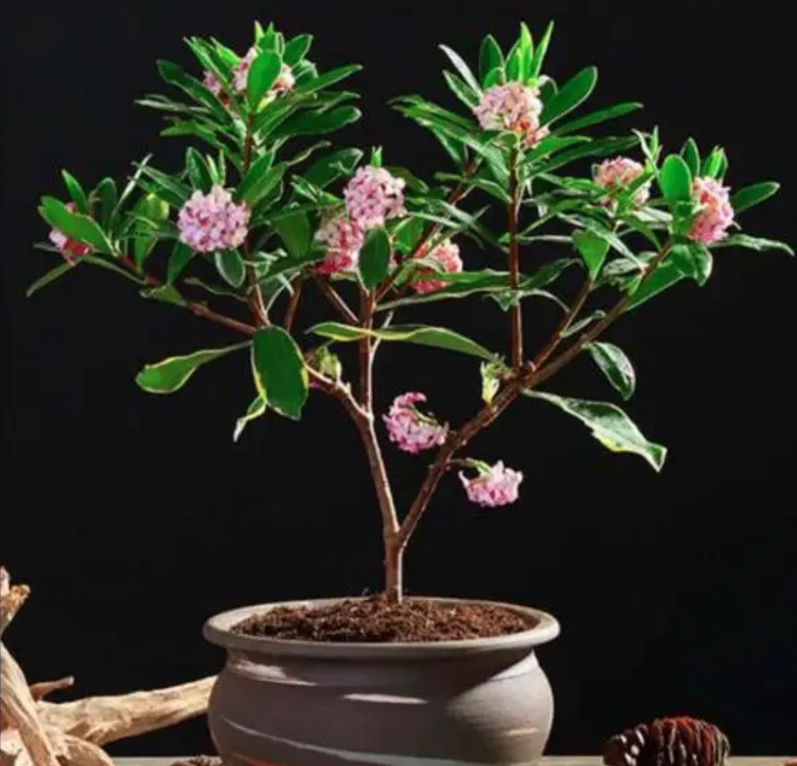 瑞香花