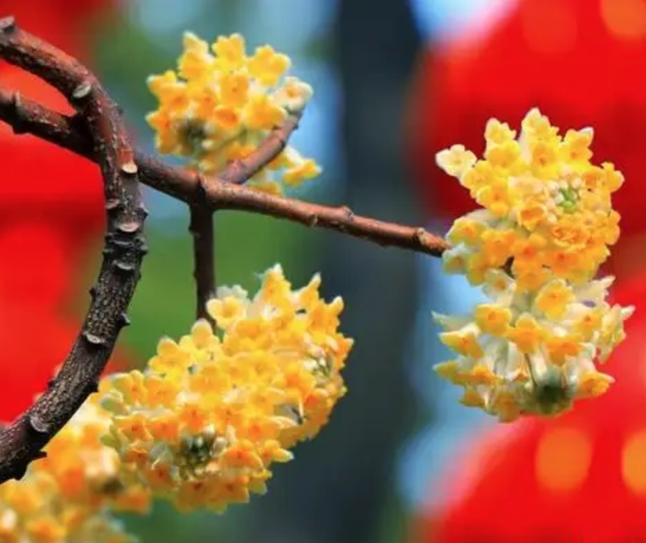 瑞香花的繁殖方法