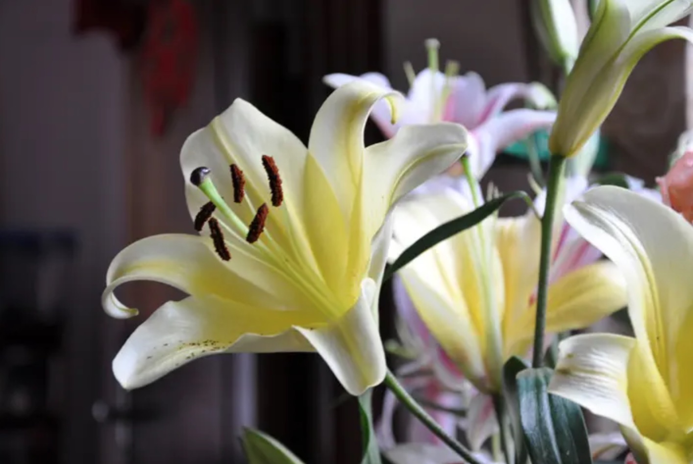 黄色百合花