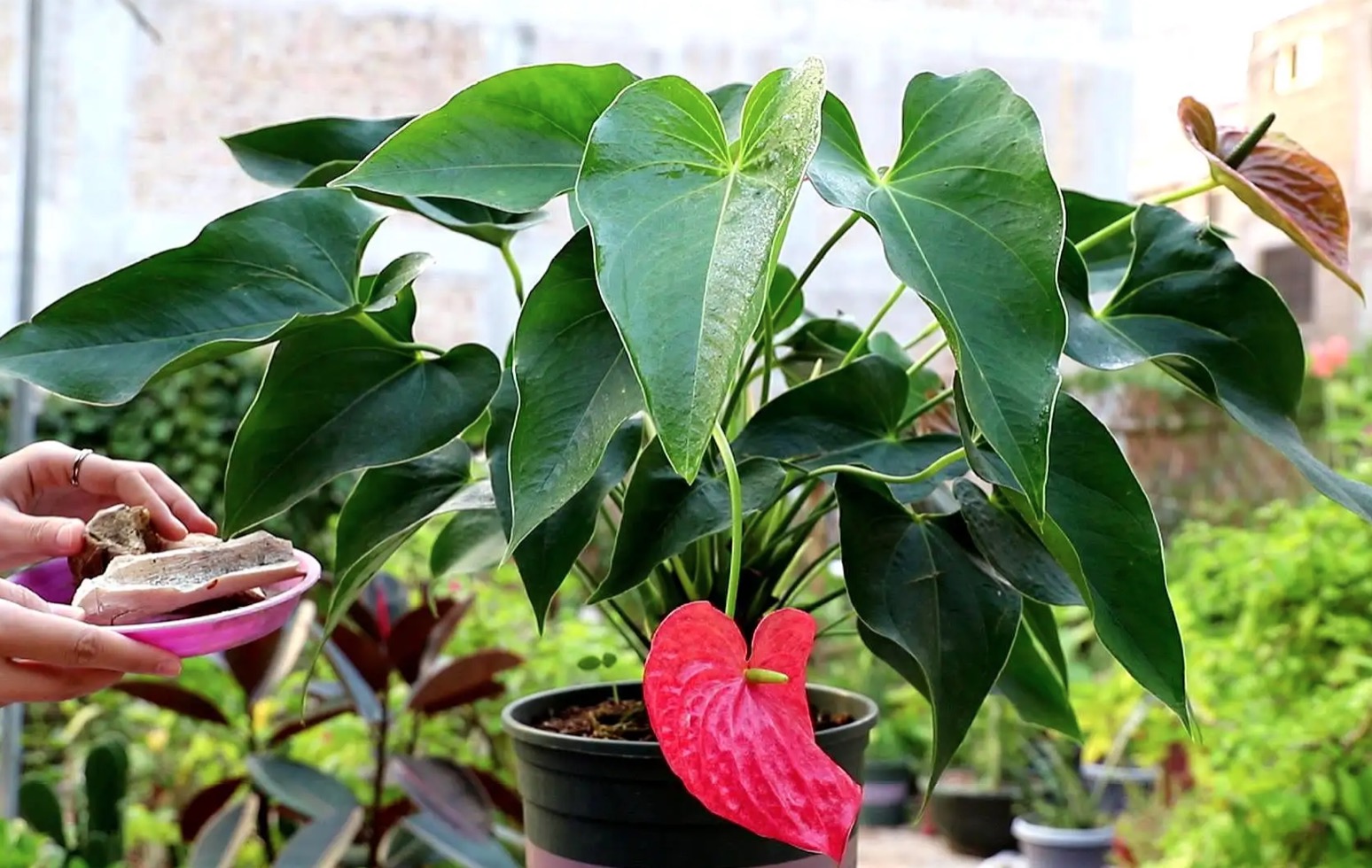 红掌植物施肥