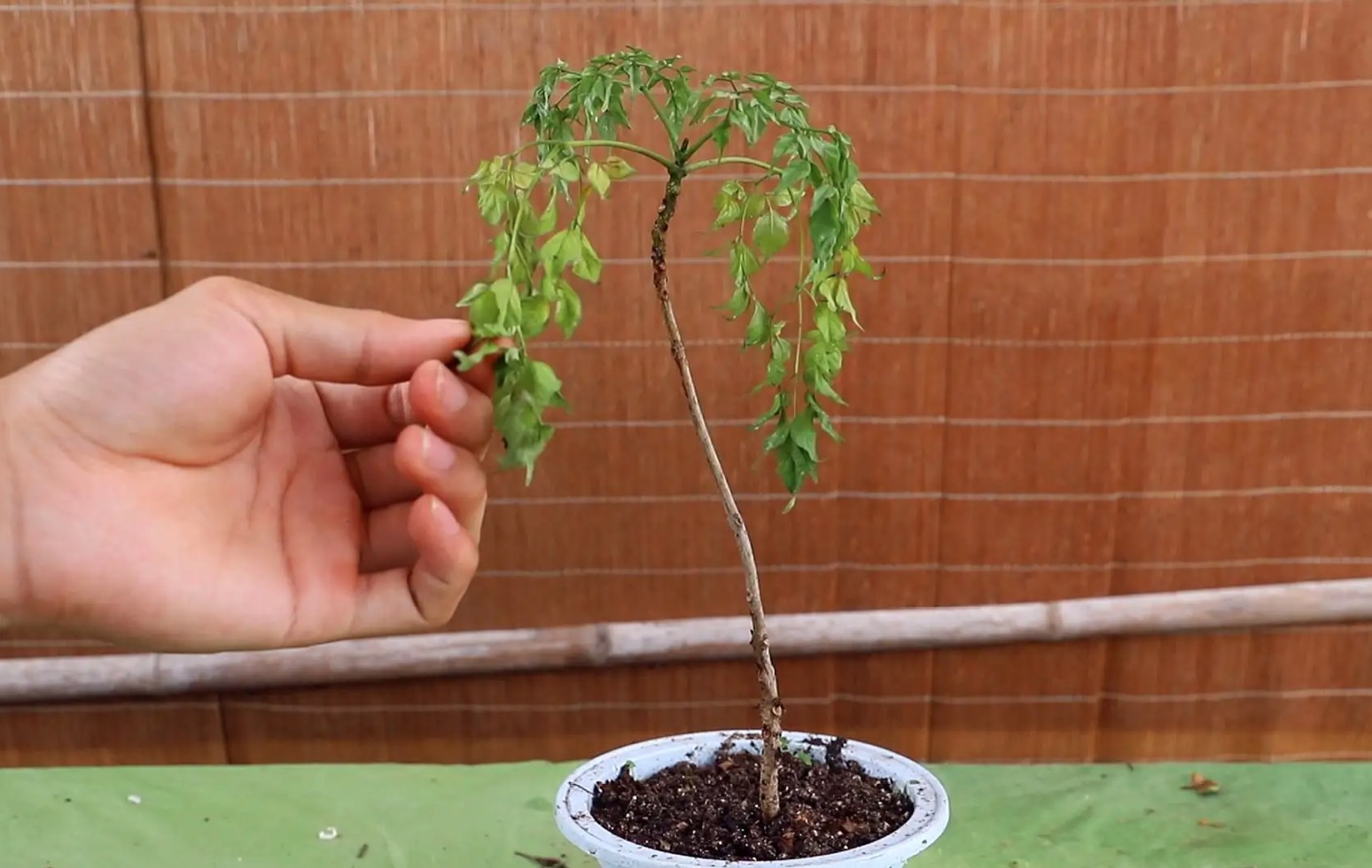 绿宝树