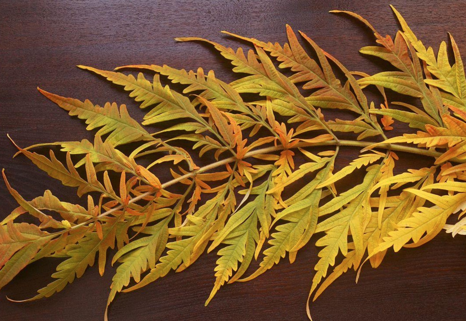 秋天变色的树叶有哪些