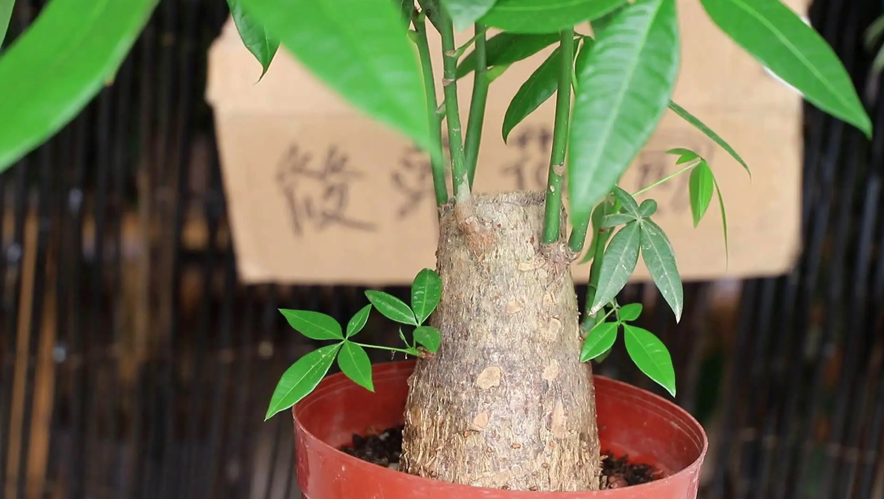 发财树选择合适的花盆和土壤