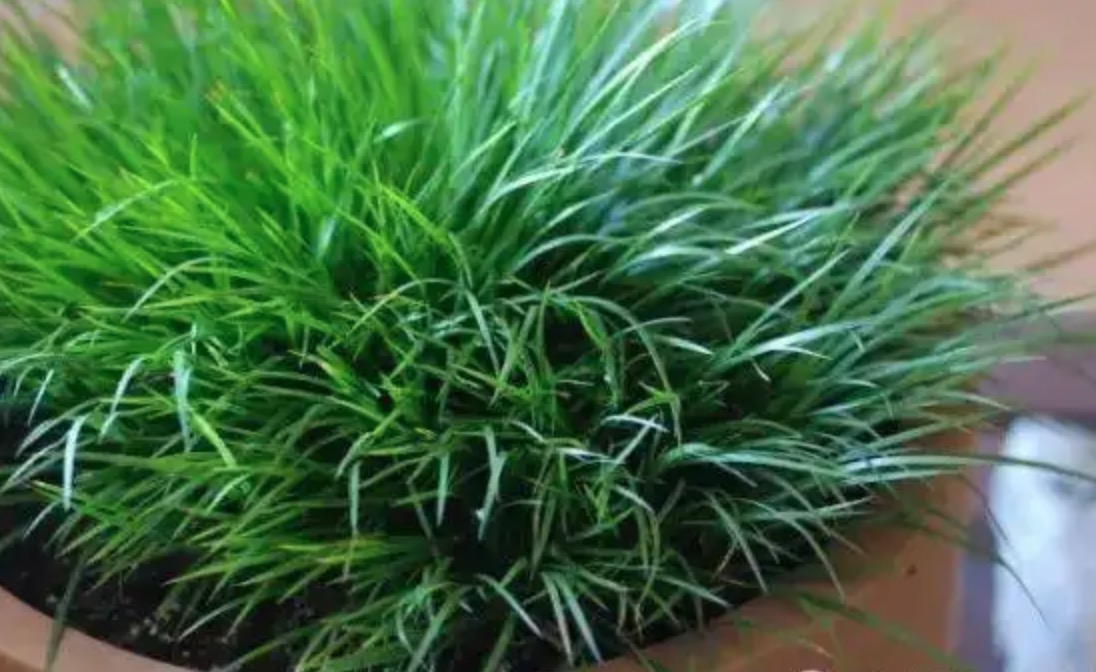 香蒲草