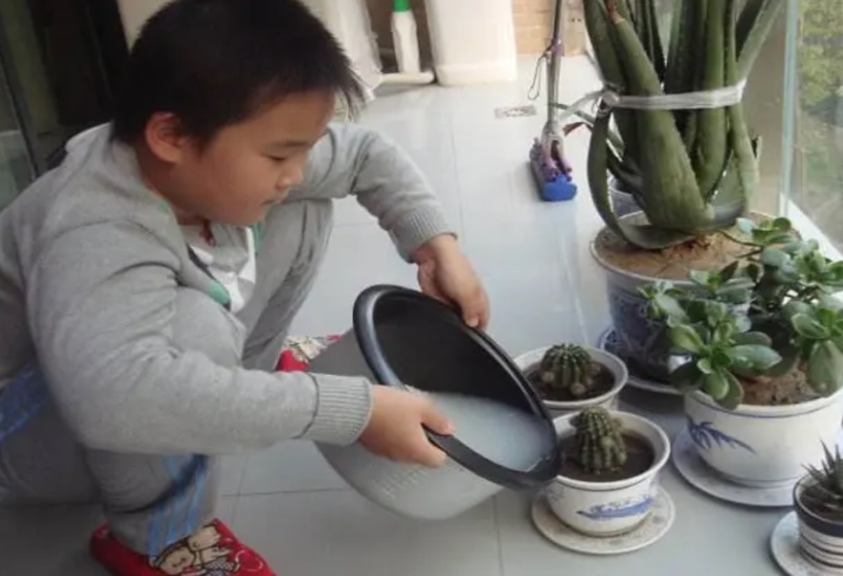 直接用淘米水养铜钱草可以吗？