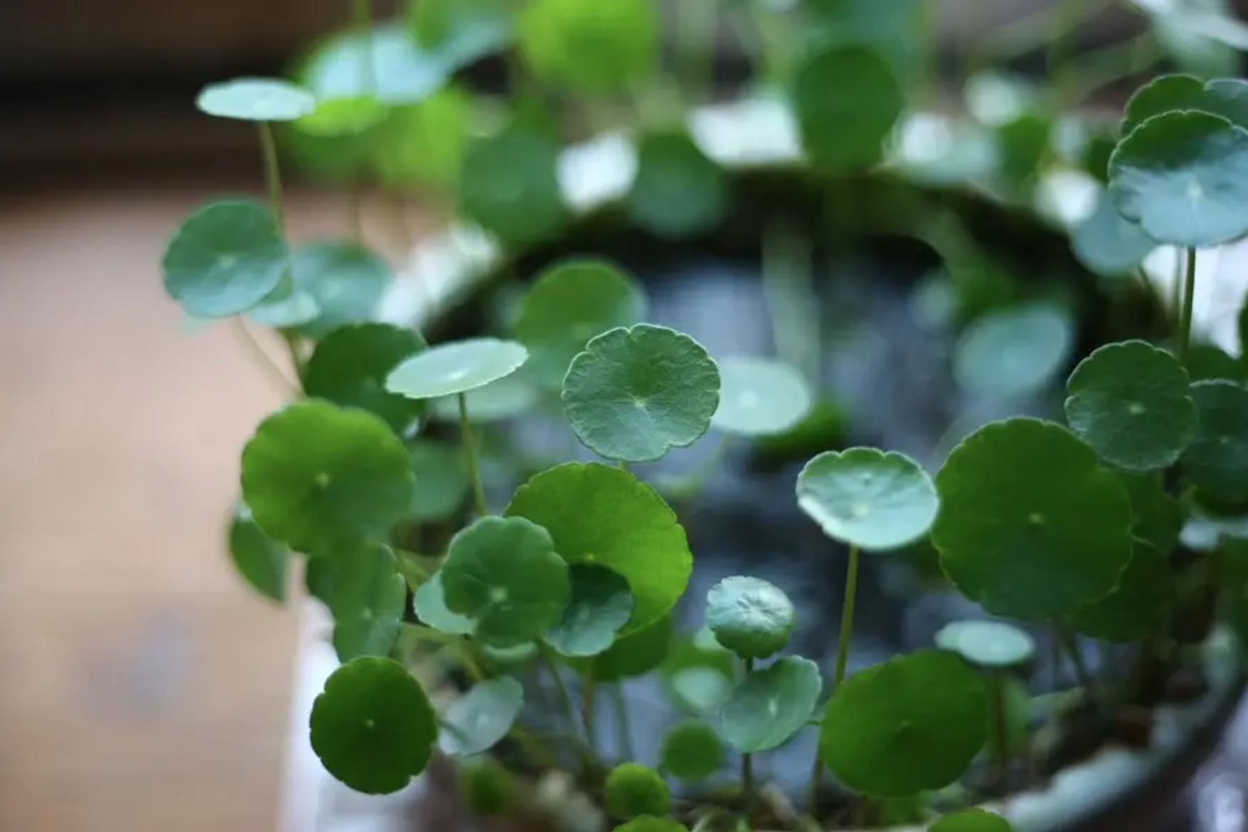 铜钱草