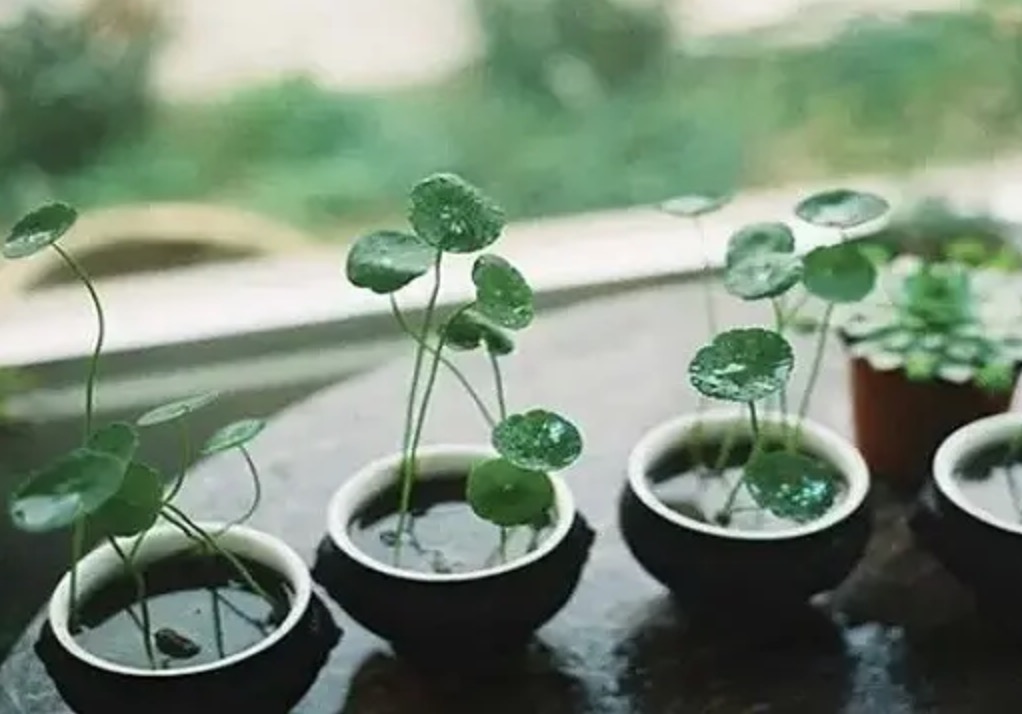铜钱草喜欢湿润