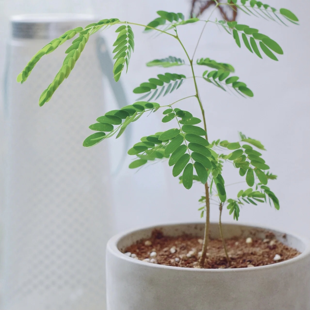 合昏指的是什么花?