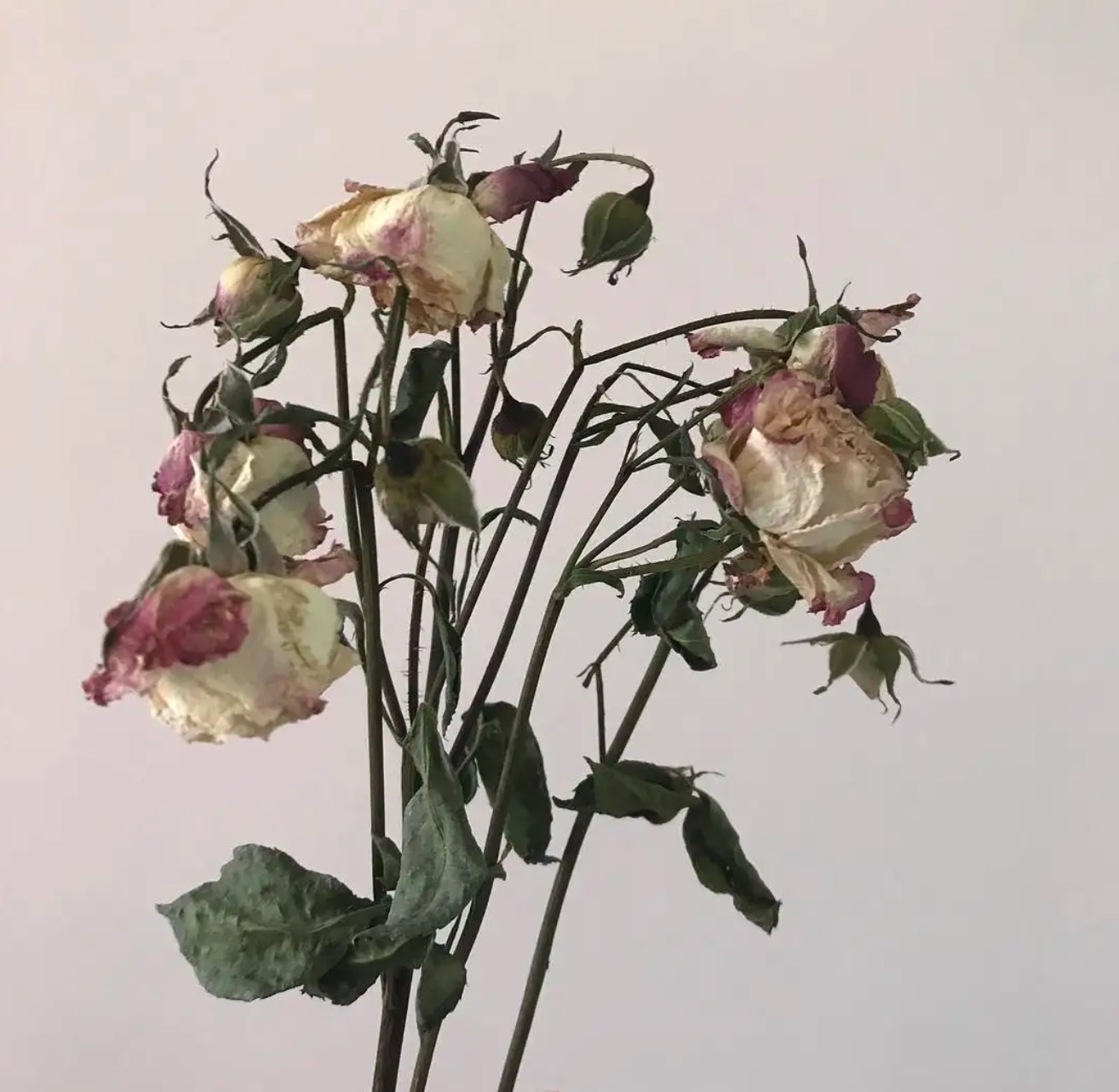 玫瑰花叶子发黄干枯怎么办？