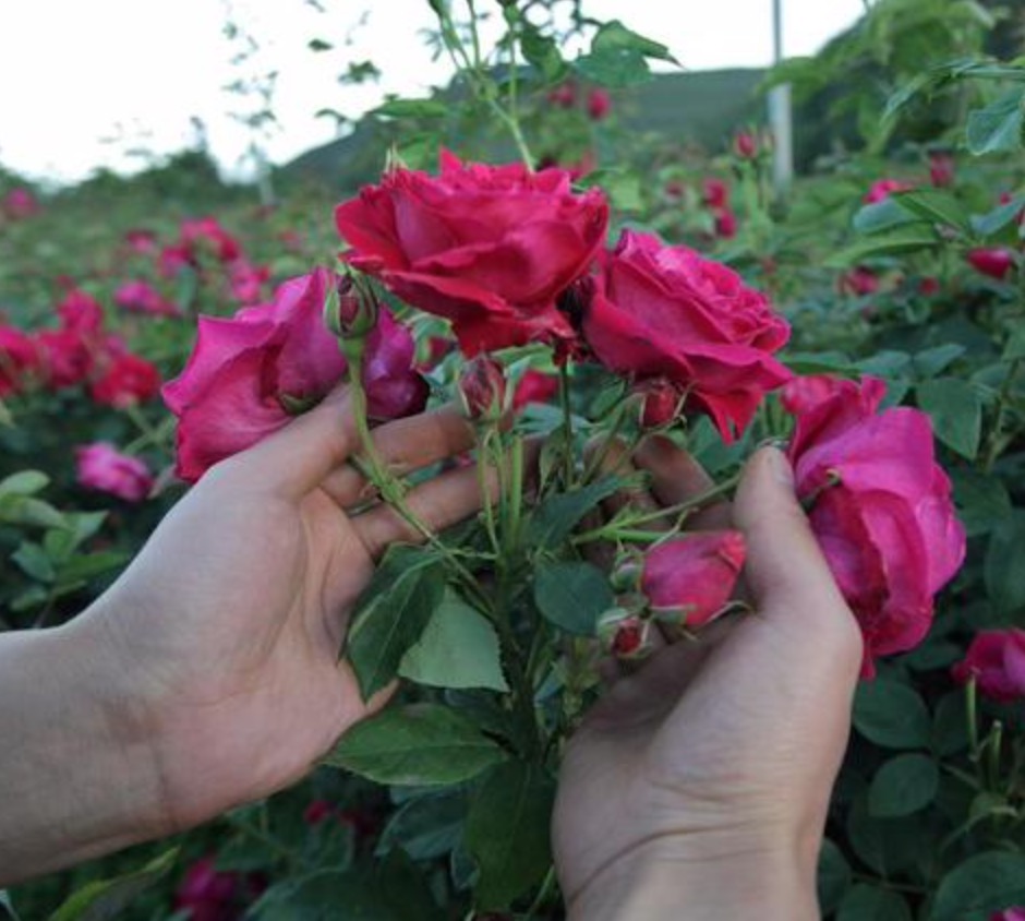 玫瑰花施肥
