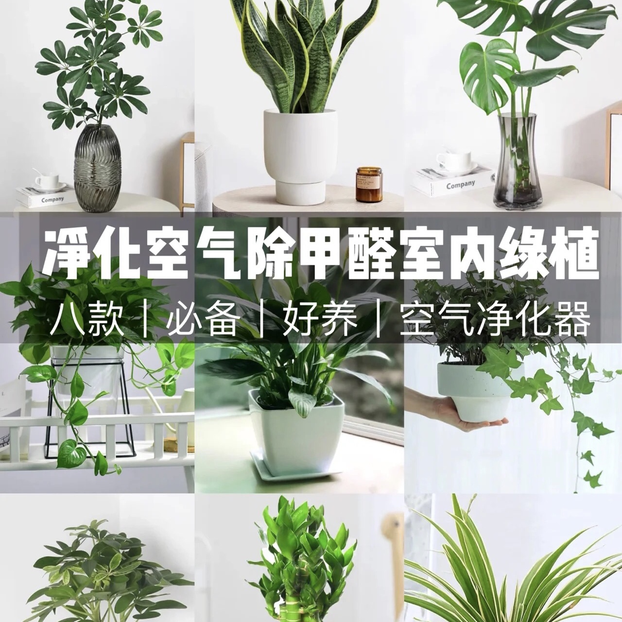 绿萝净化空气