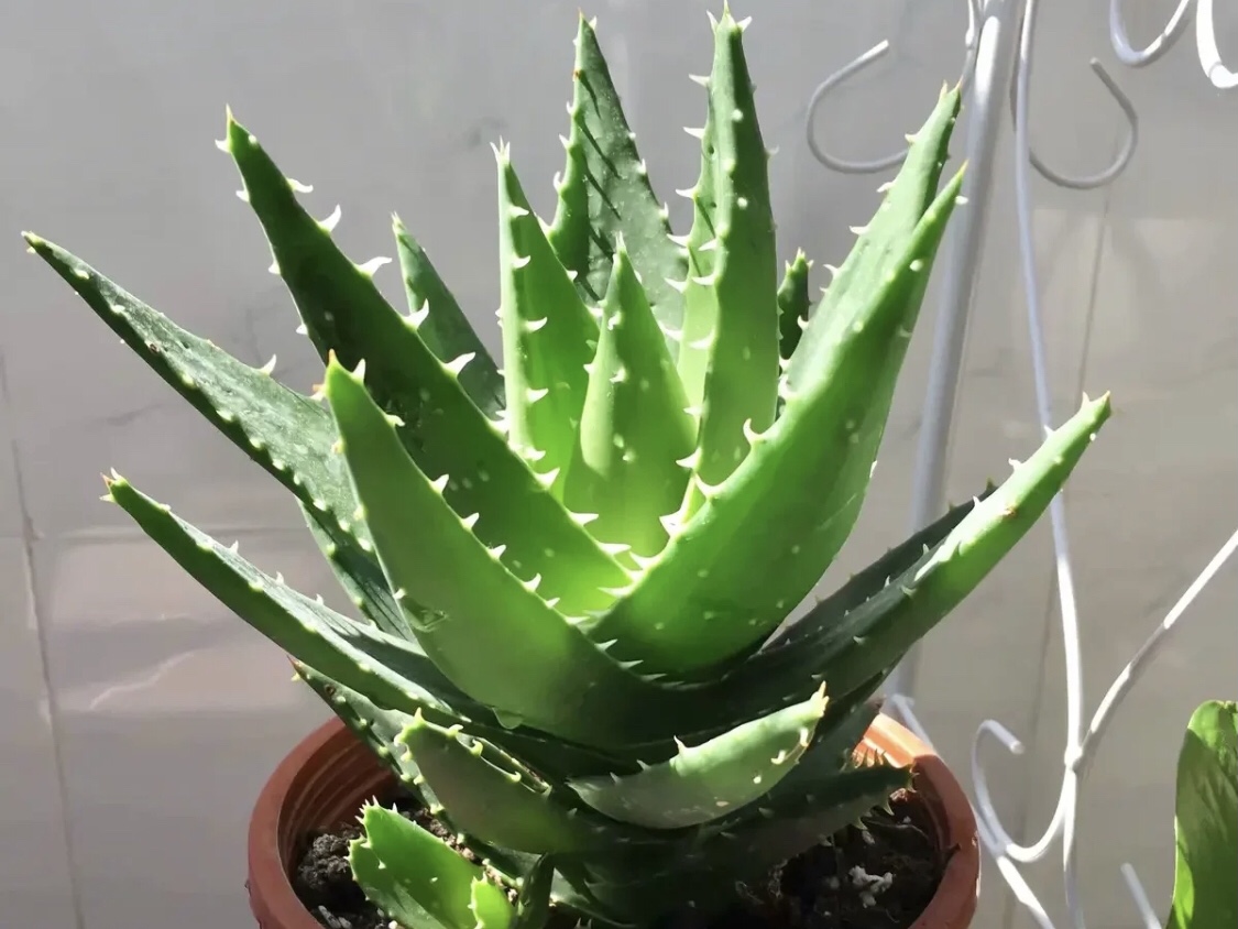 芦荟吸甲醛