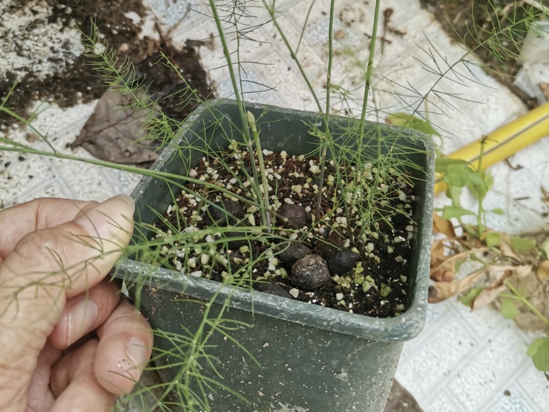 芦笋吸甲醛