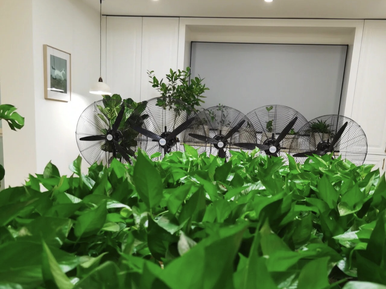 绿植通风去除甲醛