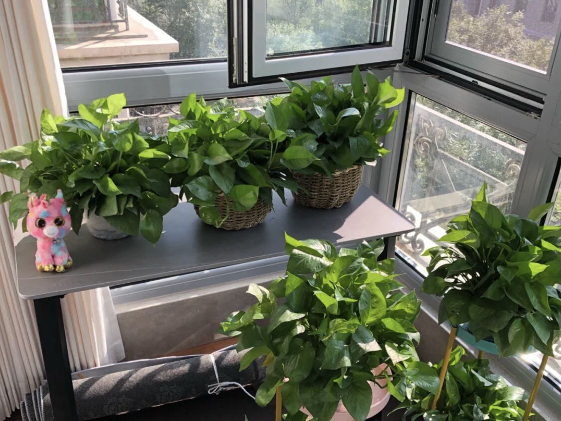 绿色植物