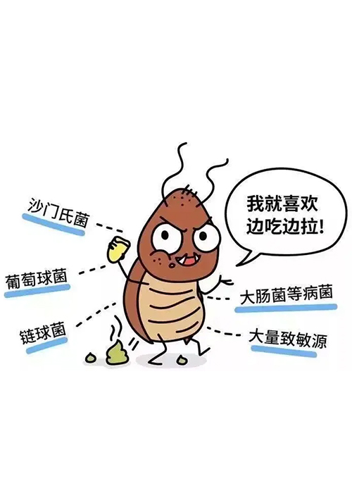 老房室内环境安全隐患之蟑螂