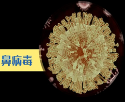 老房室内环境安全隐患之鼻病毒