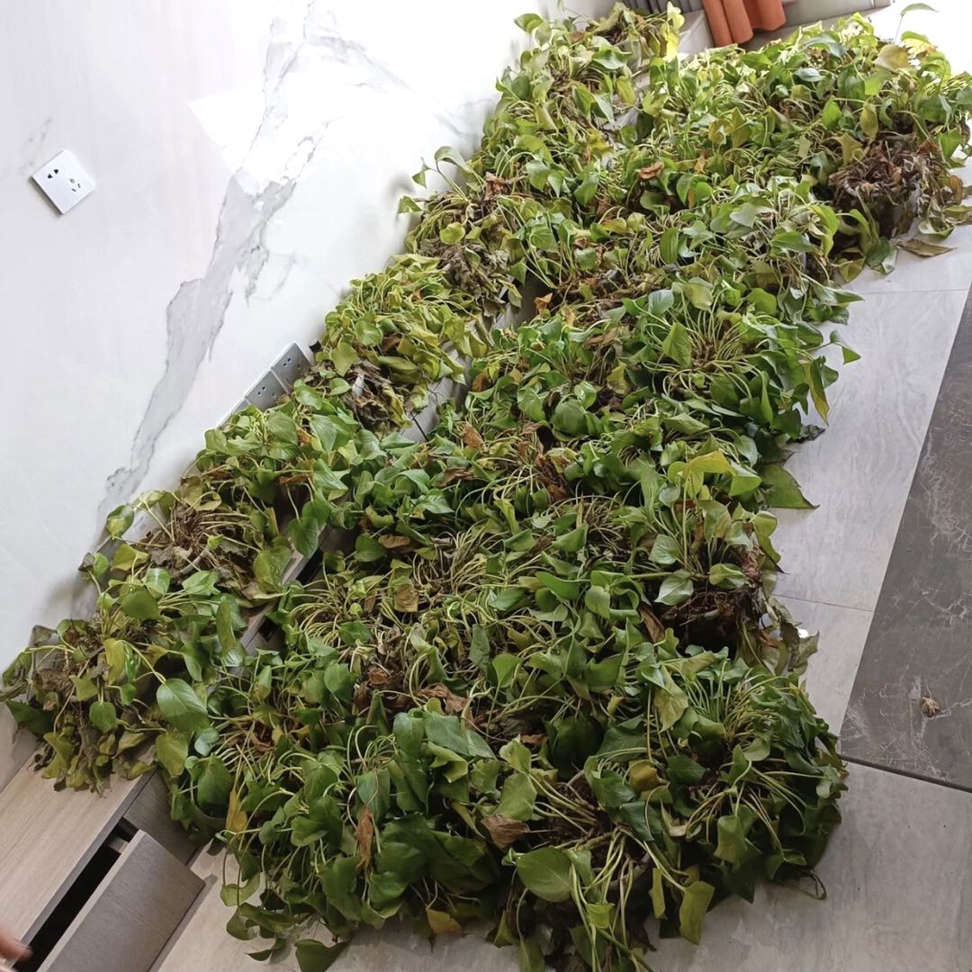 植物会干枯死亡