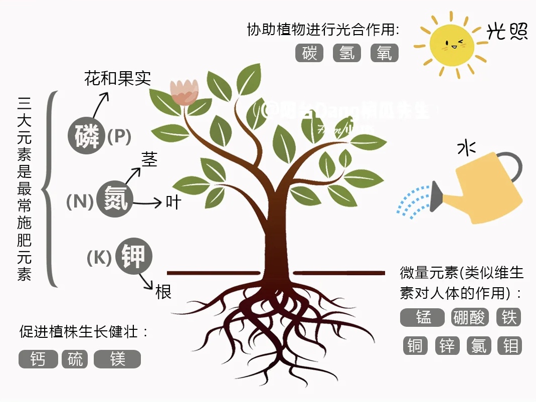 居家养花小技巧，快来收藏吧！