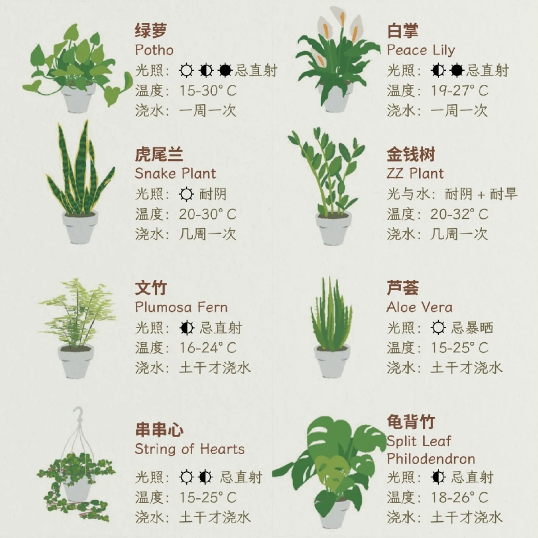 养绿植宠物，这些方面要注意