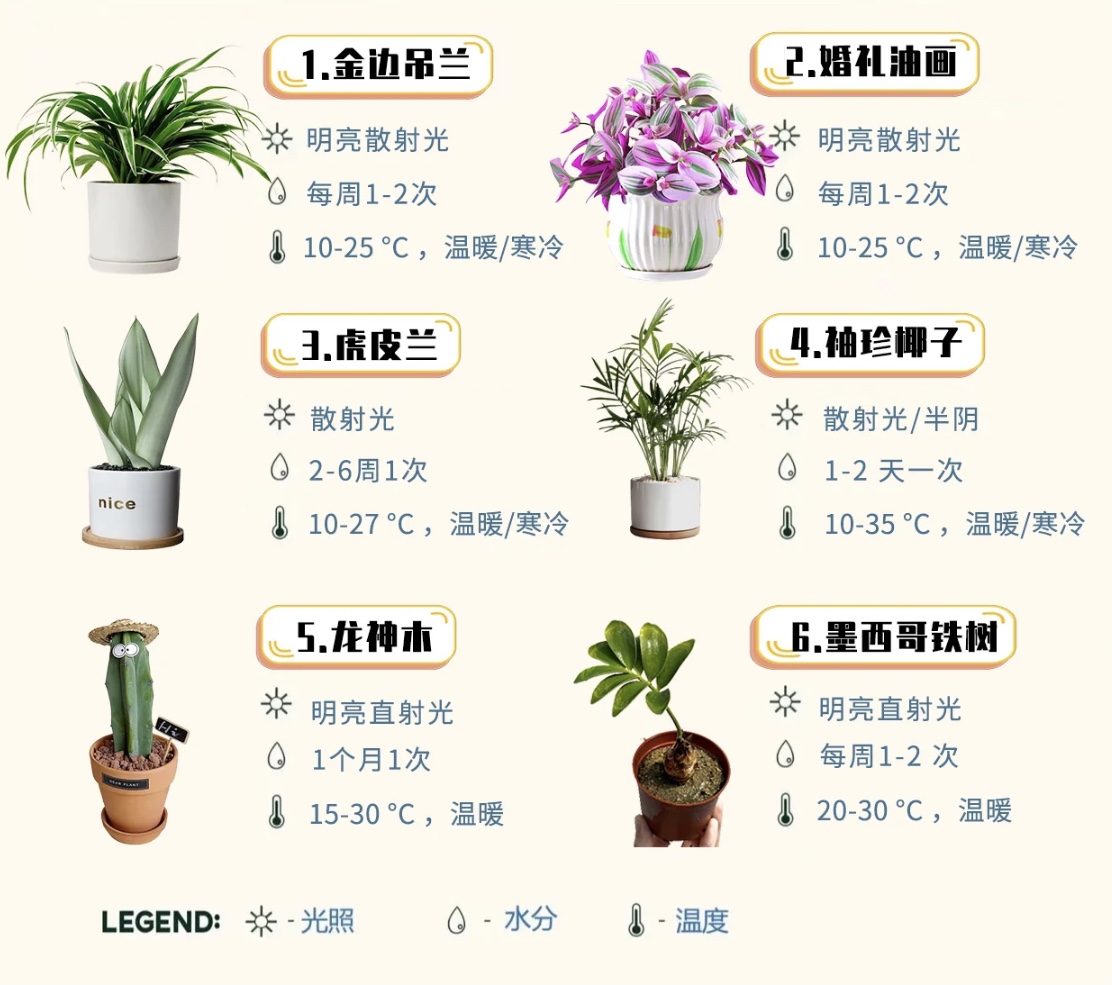 养绿植宠物，这些方面要注意